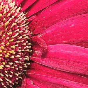 Purses and plus size clothing, mostly Torrid